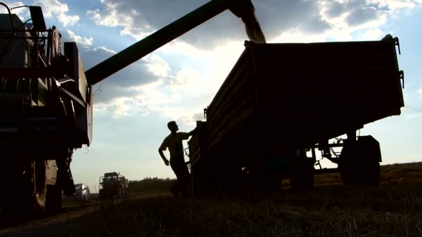 Middle Age Farmer Checking Wheat Storage Trailer — Stock Video