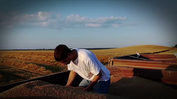 Jovem Agricultor Satisfeito Desfruta Renda Trigo Durante Colheita Vídeo Câmara — Vídeo de Stock