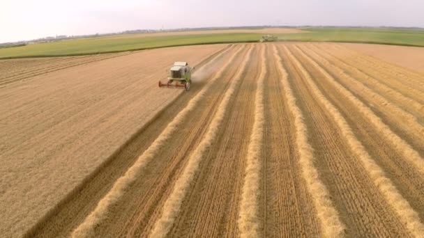 コンバイン刈取麦畑の作業します 空中映像 — ストック動画