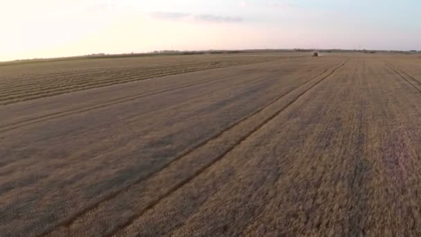 コンバイン刈取麦畑の作業します 空中映像 — ストック動画