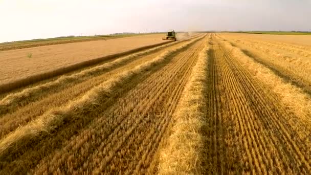 Kombajn Pracuje Pšeničné Pole Letecké Záběry — Stock video