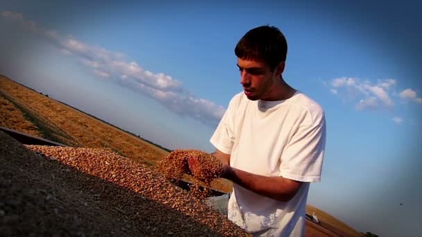 Молодой Довольный Фермер Получает Доход Пшеницы Время Сбора Урожая Медленное — стоковое видео