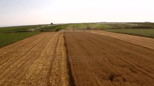 Combine Harvester Working Wheat Field Aerial Footage — Stock Video
