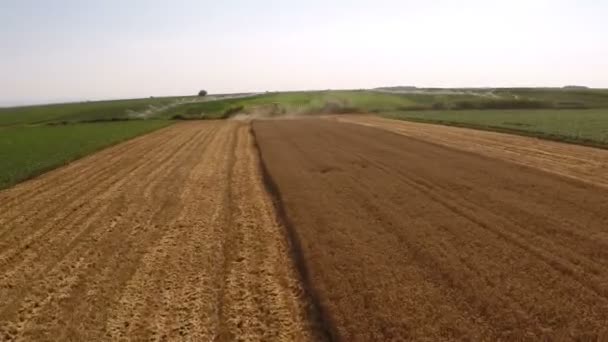 Mähdrescher Arbeitet Auf Dem Weizenfeld Luftaufnahmen — Stockvideo