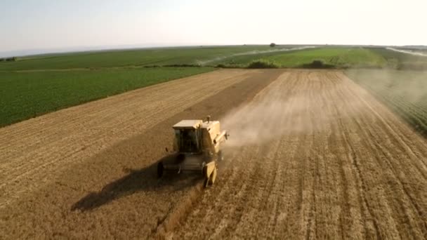 Mähdrescher Arbeitet Auf Dem Weizenfeld Luftaufnahmen — Stockvideo