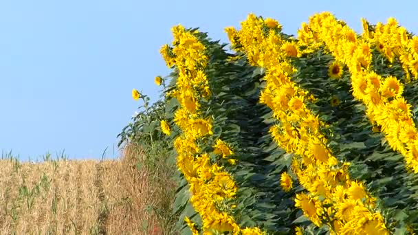 Zonnebloemenveld Zomer — Stockvideo