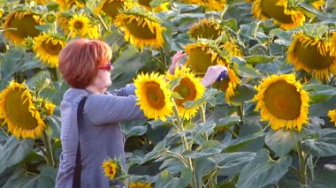 Kadın yaz gününde ayçiçeği bir çap ölçme.