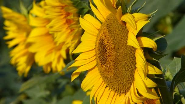 Close Van Zonnebloem Zomer Zonsondergang — Stockvideo