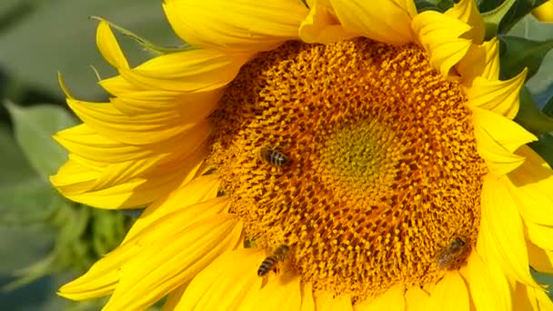 Пчелы Садятся Подсолнух Летнем Закате — стоковое видео