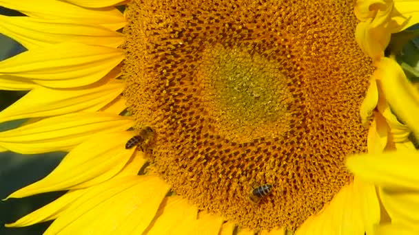 Bees Landing Sunflower Summer Sunset — Stock Video