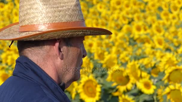 Senior Farmer Looking His Sunflower Field — Stock Video