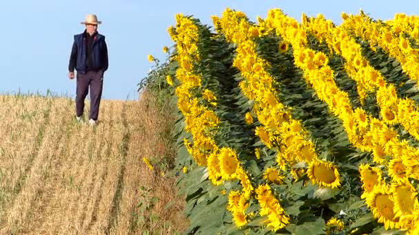 农夫在他的领域检查向日葵 — 图库视频影像