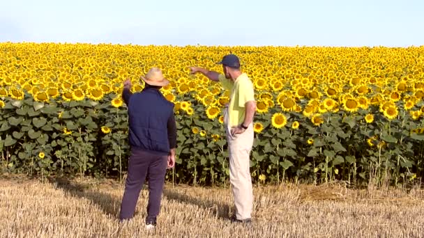 Zwei Bauern Unterhalten Sich Auf Sonnenblumenfeld — Stockvideo