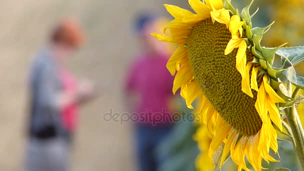 Zonnebloem Close Met Twee Mensen Onscherpe Achtergrond — Stockvideo