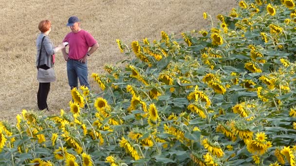 Vrouw Die Een Man Zonnebloem Terrein Interviewen — Stockvideo