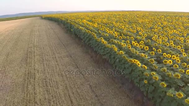 Two Women Walking Next Sunflower Field Summer Evening Aerial Footage — Stock Video