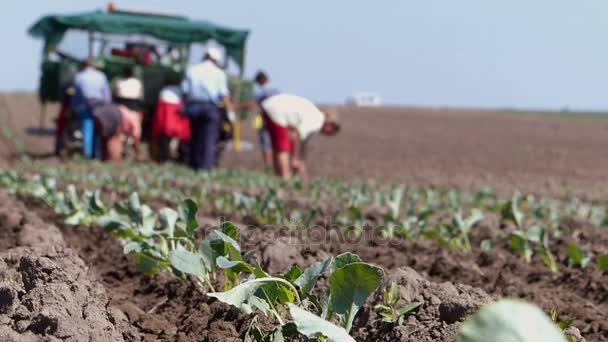 Werknemers Het Veld Tijdens Het Planten Van Bloemkool — Stockvideo