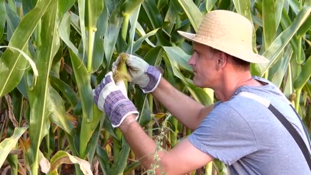 Middle Aged Farmer Checks Corn Plant — Stock Video