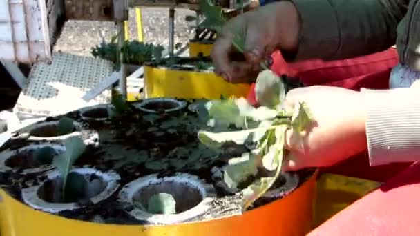 Cauliflower Planting Sunny Autumn Day — Stock Video
