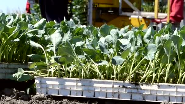 Arbetare Fältet Blomkål Plantering — Stockvideo