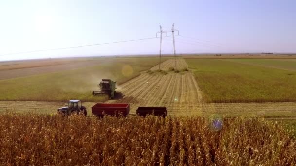 Combine Colheitadeira Trabalhando Campo Soja Dia Outono Ensolarado Imagens Aéreas — Vídeo de Stock