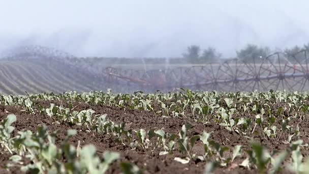 Irrigation Dans Domaine Chou Fleur — Video