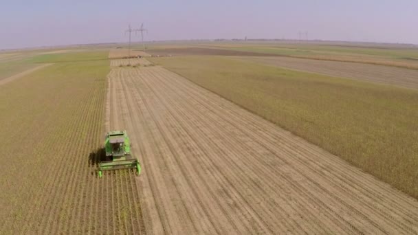 Combine Colheitadeira Trabalhando Campo Soja Dia Outono Ensolarado Imagens Aéreas — Vídeo de Stock