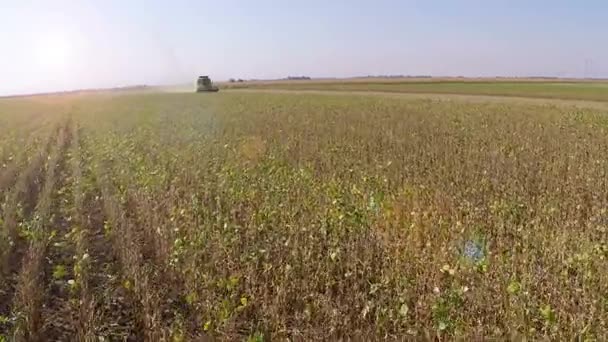 Combina Mietitrebbia Lavorando Sul Campo Soia Giorno Autunno Soleggiato Filmati — Video Stock