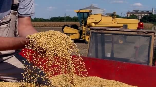 Elégedett Farmer Élvezi Szója Jövedelem Betakarításának — Stock videók