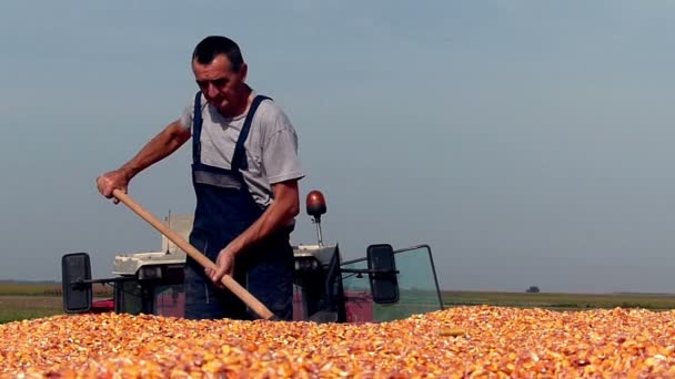 Traktör Römork Mısır Hasat Sırasında Üst Düzey Bir Çiftçi Ağır — Stok video