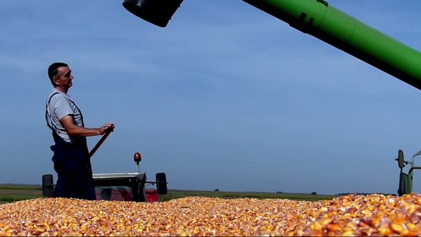 Agricultor Sénior Reboque Trator Durante Colheita Milho Vídeo Câmara Lenta — Vídeo de Stock