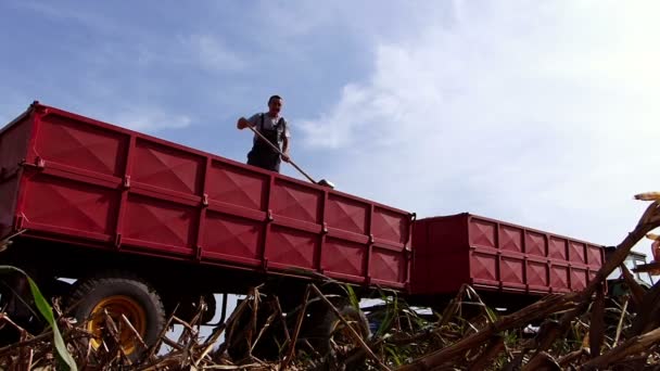 Agricultor Sénior Reboque Trator Durante Colheita Milho Vídeo Câmara Lenta — Vídeo de Stock