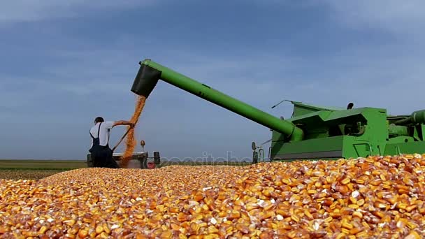 Старший Фермер Тракторном Трейлере Время Сбора Кукурузы Медленное Видео Высокоскоростная — стоковое видео