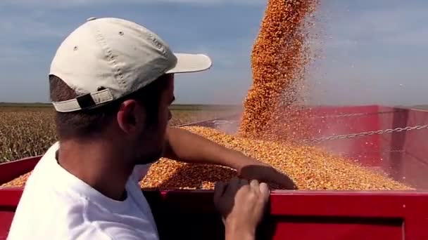 Traktör Römork Mısır Hasat Sırasında Genç Bir Çiftçi Ağır Çekim — Stok video