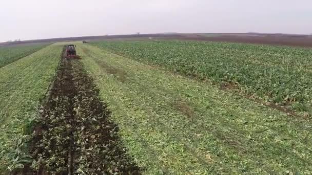 Luchtfoto Beeldmateriaal Van Bloemkool Veld Tijdens Land Teelt — Stockvideo