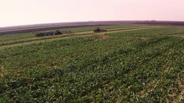 Imágenes Aéreas Del Campo Coliflor Durante Cultivo Tierra — Vídeos de Stock