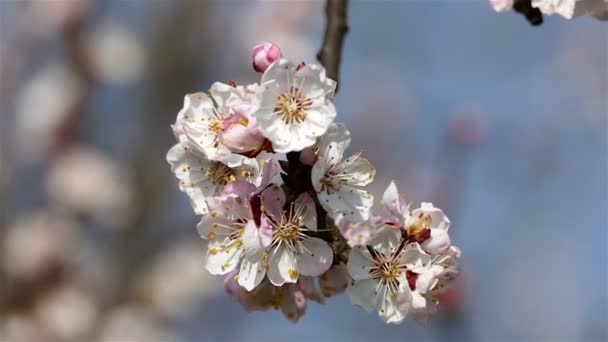 Квітучі Гілки Саду Фруктових Дерев — стокове відео