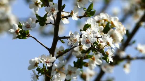 Meyve Ağaçları Garden Çiçek Açan Dalları — Stok video