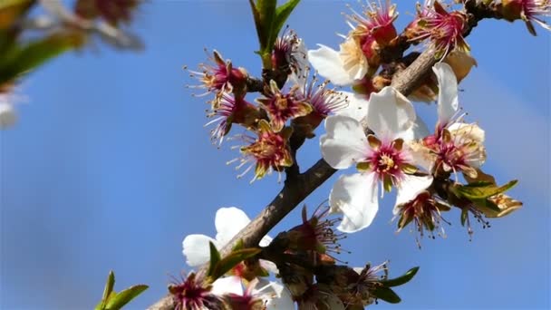 Rama Floreciente Jardín Árboles Frutales — Vídeo de stock