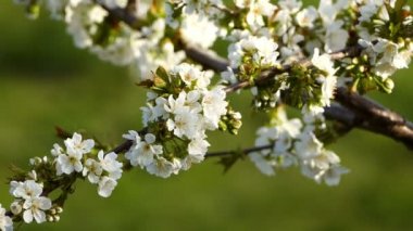 meyve ağaçları Garden çiçek açan dalları