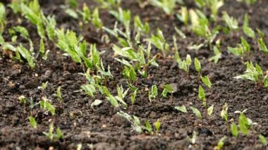 Bahar bitki sulama yakın çekim 