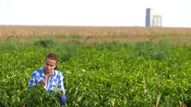 Biber bitkiler kontrol ve tablet için veri yazmanın kadın Ziraat Mühendisi