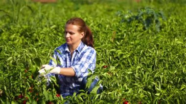 Güzel kadın el biber malzeme çekme alanı