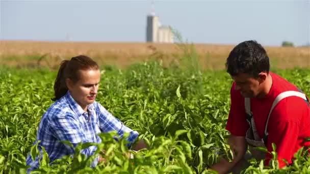 Twee Boeren Hand Plukken Peper Zonnige Herfstdag Gimbal Video — Stockvideo