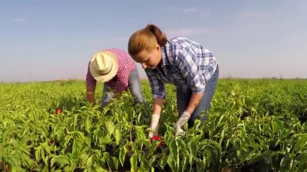Deux Agriculteurs Cueillent Poivre Main Jour Ensoleillé Automne Vidéo Gimbal — Video