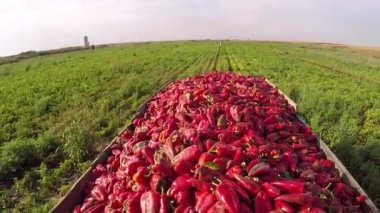 Tam römork biber bir alanda. Yalpa video