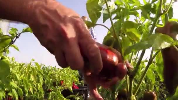 Zwei Bauern Pflücken Einem Sonnigen Herbsttag Von Hand Paprika Gimbal — Stockvideo