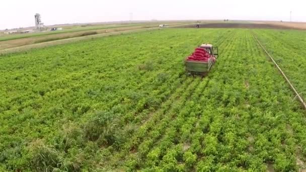 Trattore Tirando Rimorchio Pieno Peperoni Campo Filmati Aerei — Video Stock