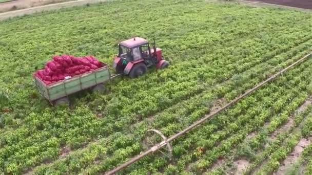 Traktor Zieht Vollen Anhänger Mit Paprika Von Einem Feld Luftaufnahmen — Stockvideo