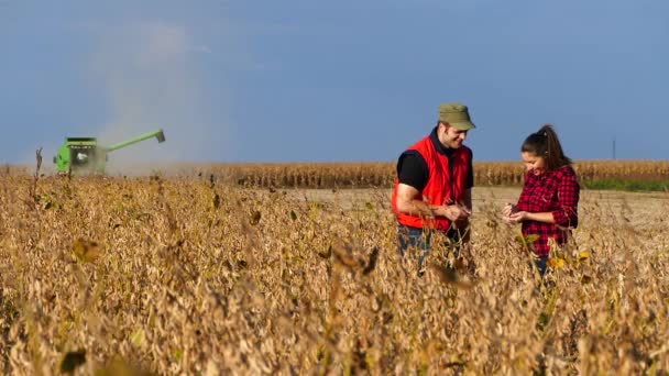 Pareja Jóvenes Agricultores Charlando Campo Soja Durante Cosecha — Vídeos de Stock